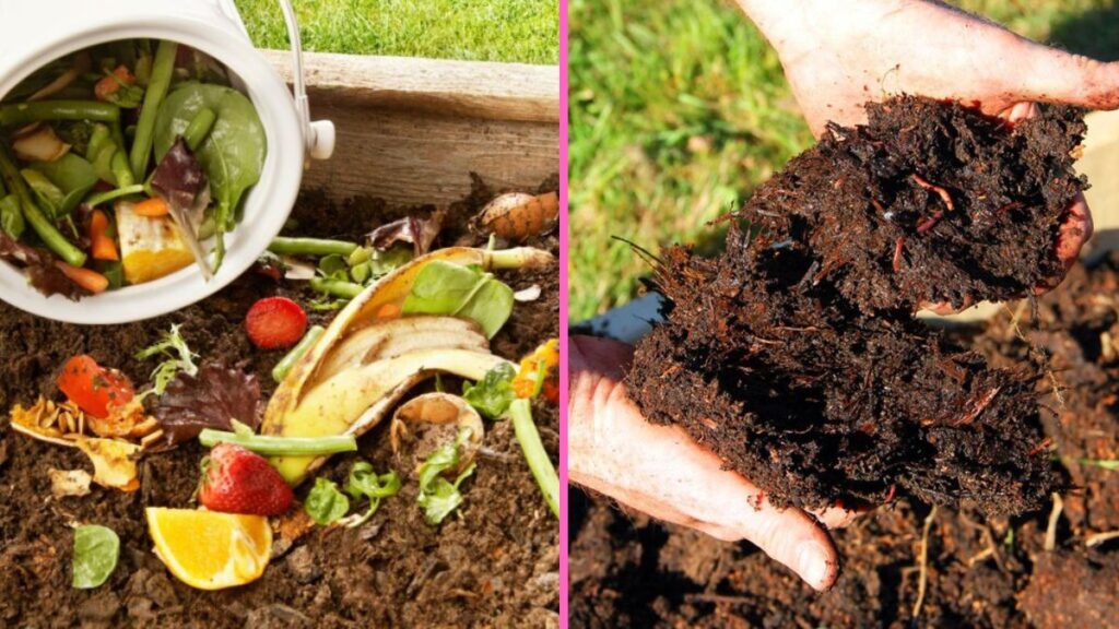 I started composting kitchen scraps and my garden exploded with growth