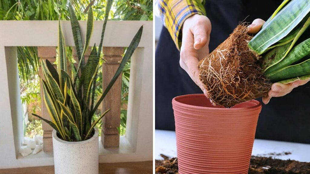 The Ultimate Simple Tip That Transforms Your Plants: A Beginner-Friendly Fertilizing Guide