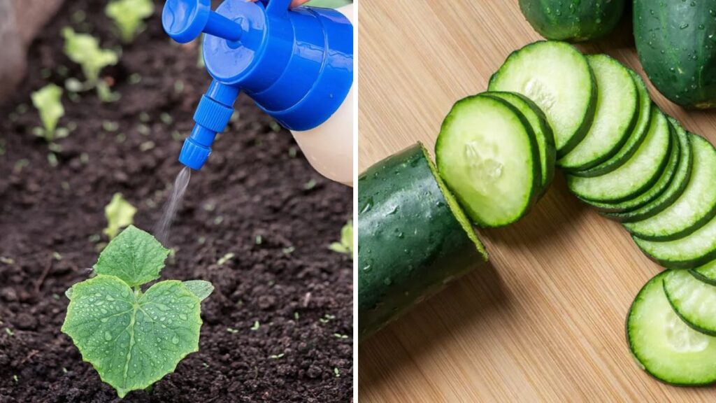 Cucumber Mastery: Expert Tips to Grow Crisp, Lush, and Productive Cucumbers at Home