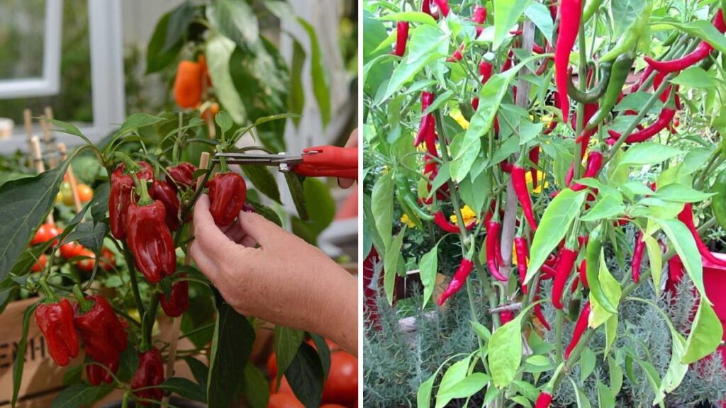 I Grew Peppers on Bamboo: The Smart Vertical Gardening Trick That Saves Space and Boosts Harvests