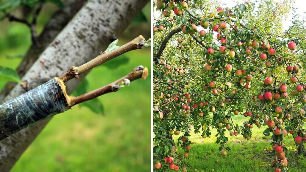 Mastering Fruit Tree Grafting: The Complete Guide to Stronger, Faster, and Better-Yielding Trees