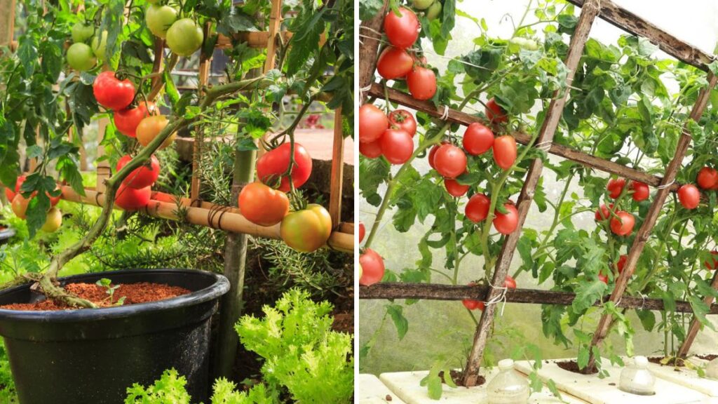 The Inverted Tomato Plant: Grow Juicy, Abundant Tomatoes in Half the Space