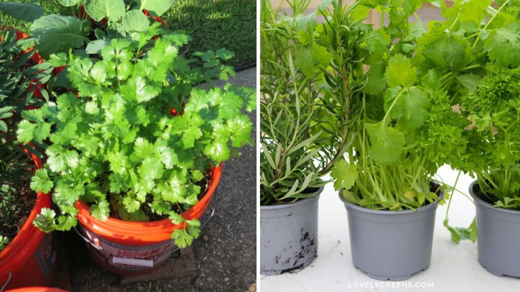How to Grow Cilantro in Pots: A Simple Guide to Fresh Herbs All Year Round