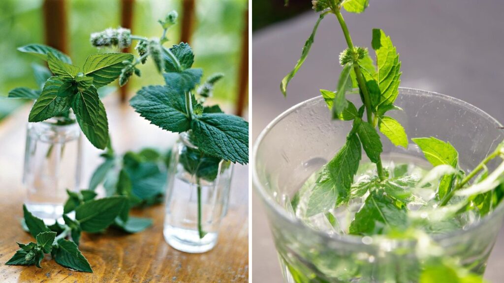 Growing Mint in Water: A Beginner’s Guide to Fresh, Fragrant Herbs All Year Round