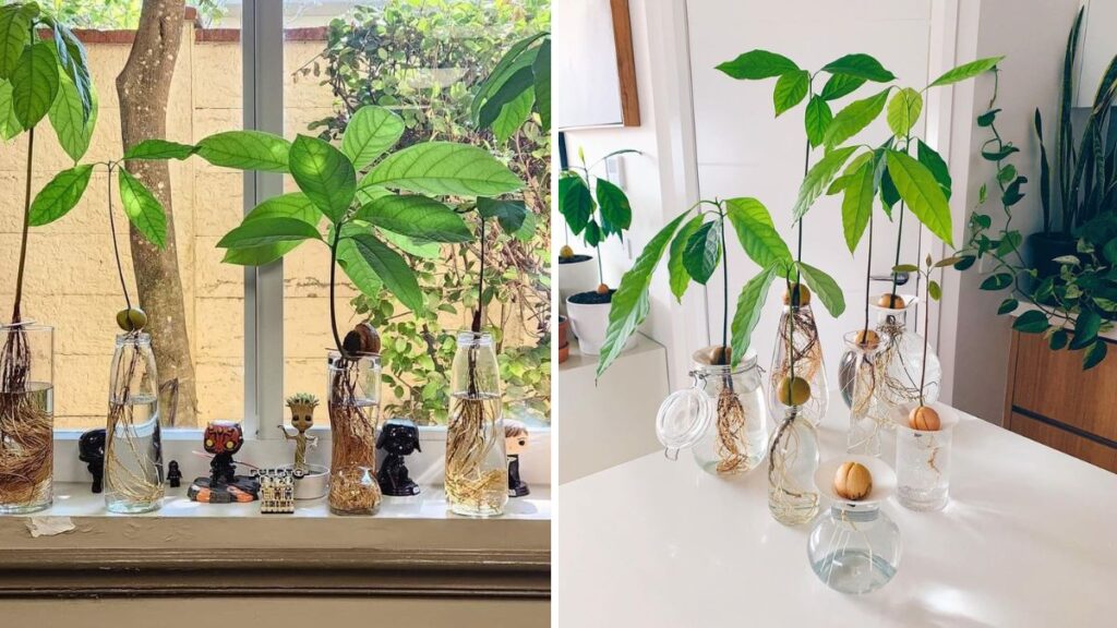 The Complete Guide to Growing Avocado at Home: From Seed to Harvest, Made Easy for Beginners