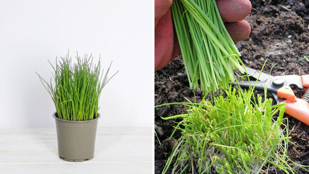 Infinite Chives: The Simple Secret to Growing Endless Chives at Home Forever!