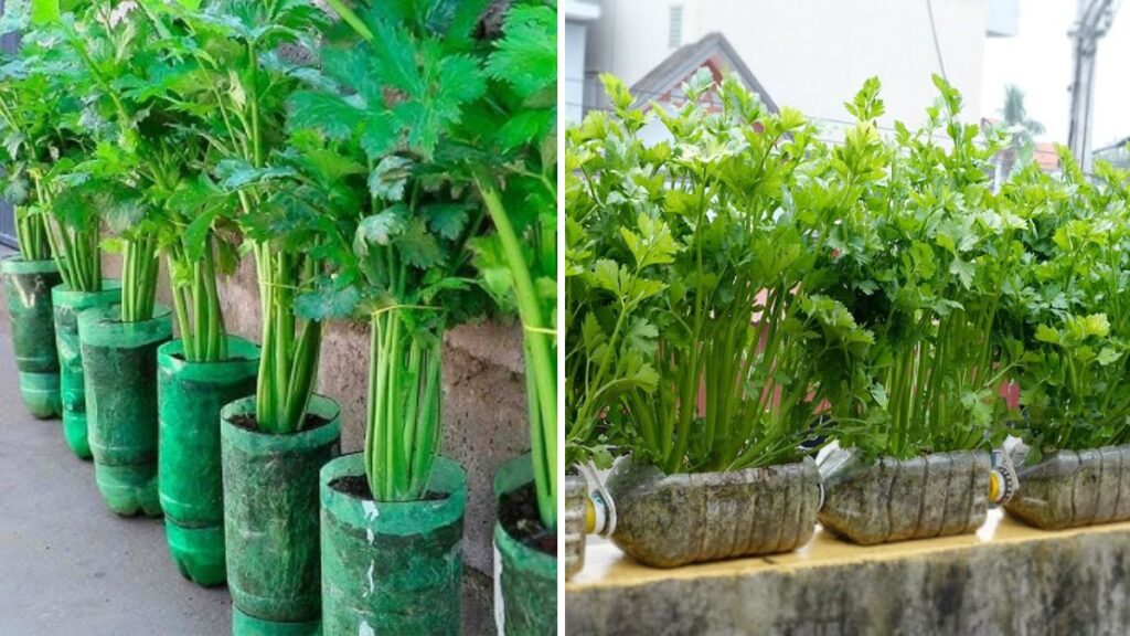 Grow Celery the Easy Way: The Complete Guide to Using Self-Watering Bottles at Home!