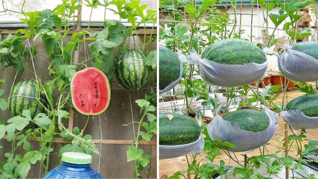 Suspended Watermelons: Grow Juicy Melons in the Air for Maximum Harvest!