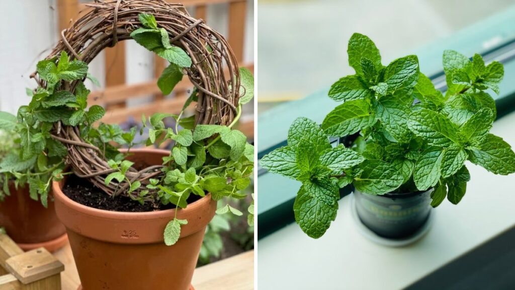 Evergreen Freshness: The Ultimate Guide to Growing Mint at Home Like a Pro