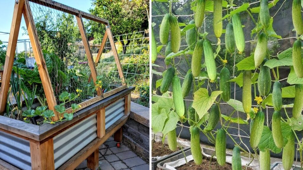 The Ultimate Guide to Building a Strong, Space-Saving Structure for Growing Cucumbers at Home