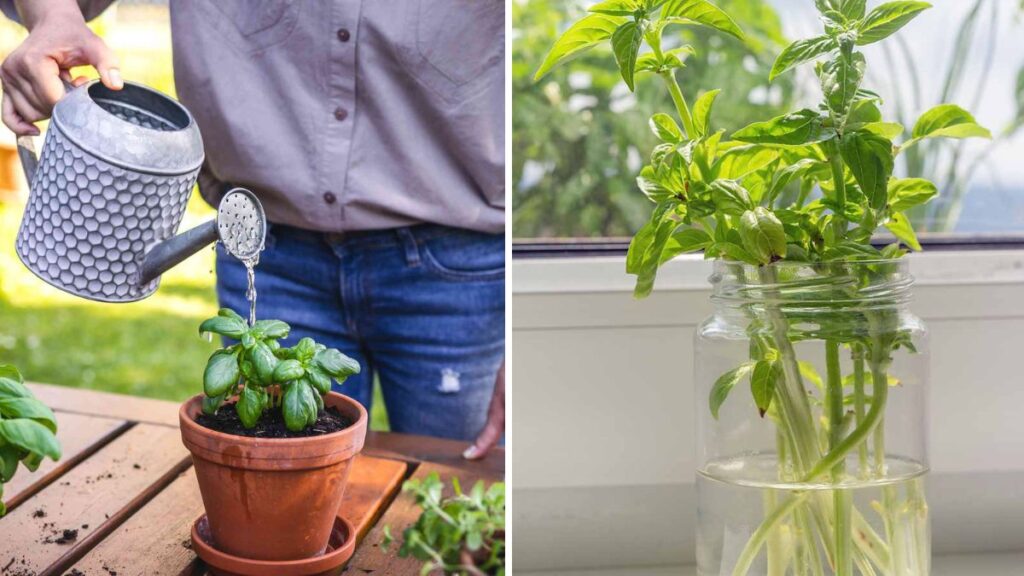 Endless Basil at Home: The Complete Guide to Growing Basil from Cuttings